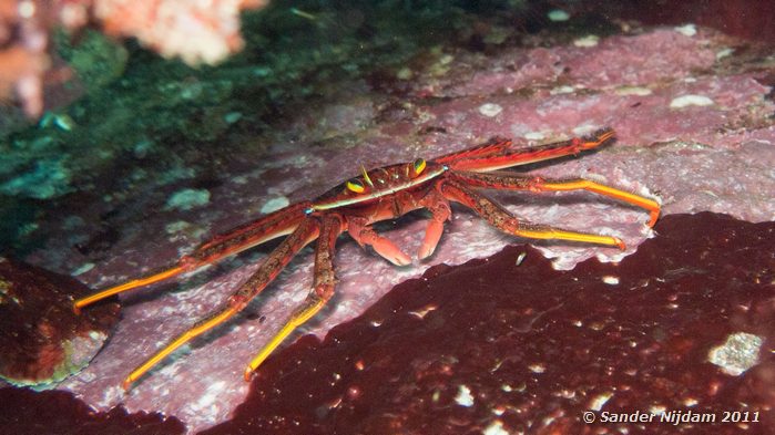 Crab Yawatano, Izu, Japan