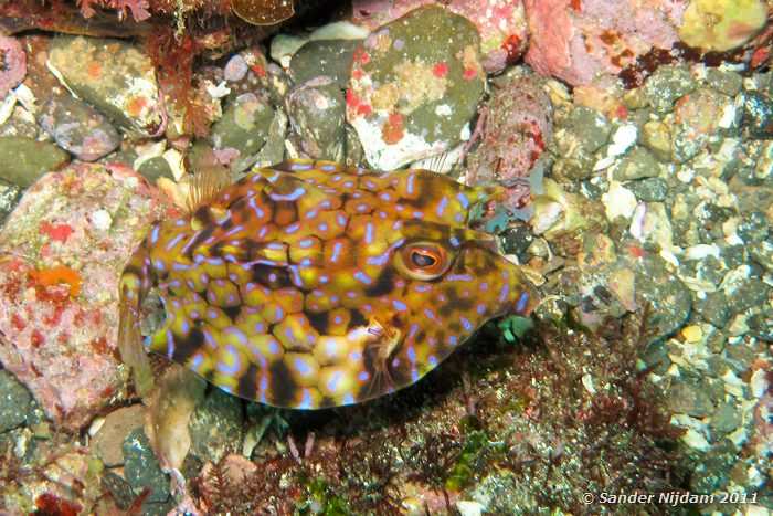 Thornback cowfish (Lactoria fornasini) Yawatano, Izu, Japan