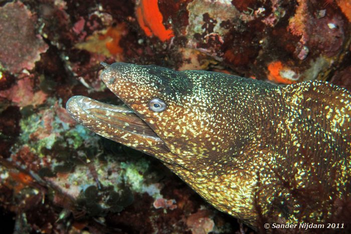 White-eyed moray (Siderea thyrsoidea) Yawatano, Izu, Japan