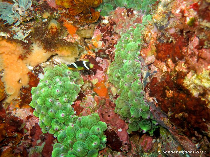 Clarks anemonefish (Amphiprion clarkii) Yawatano, Izu, Japan