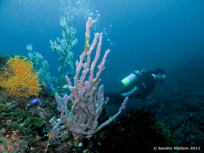 Sponge Yawatano, Izu, Japan