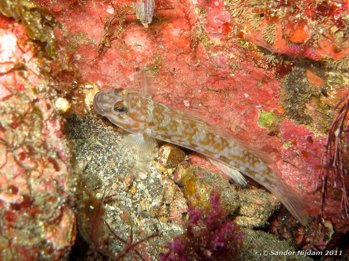 Goby Yawatano, Izu, Japan