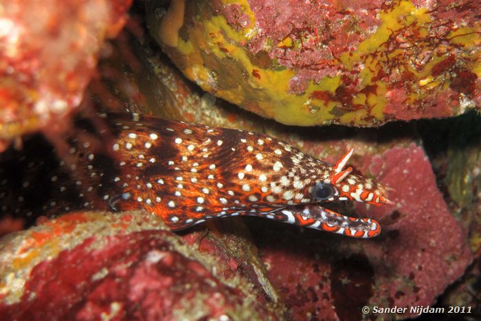 Dragon moray (Enchelycore pardalis) Yawatano, Izu, Japan