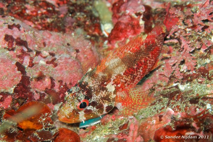 Cheekspot scorpionfish (Scorpaenodes littoralis) Yawatano, Izu, Japan