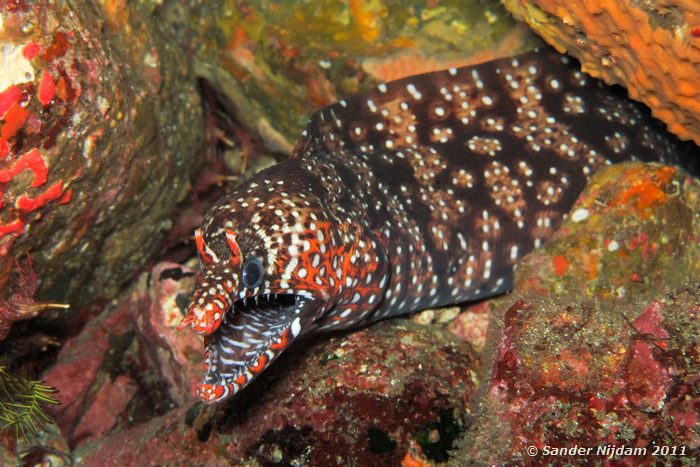 Dragon moray (Enchelycore pardalis) Yawatano, Izu, Japan