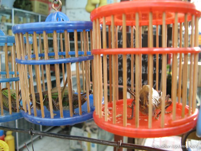 Op huisdierenmarkt in Shanghai