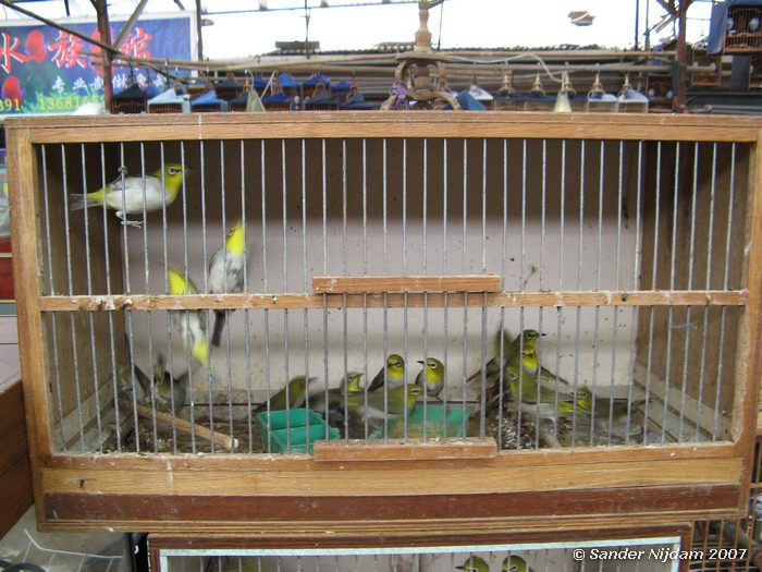 Op huisdierenmarkt in Shanghai