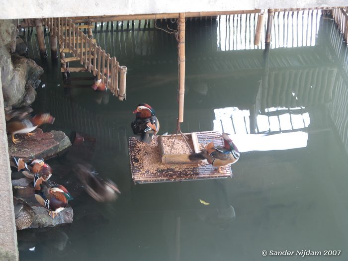 The humble administrator's garden, Suzhou