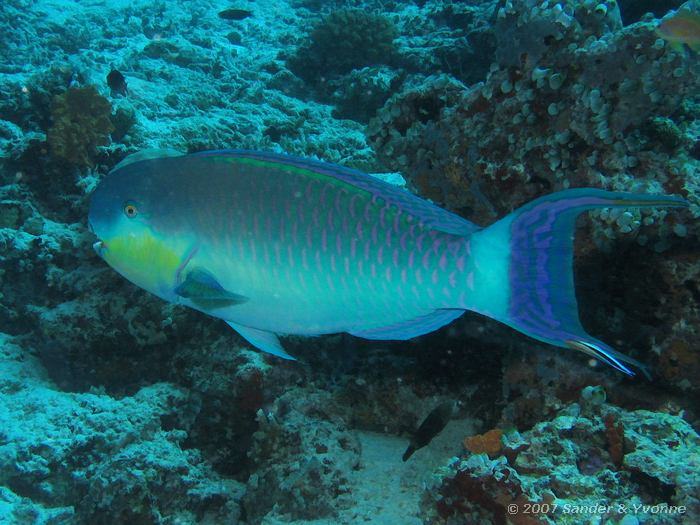 Indische bultkop, Scarus strongylocephalus, Vilamendhoo huisrif zuid, Ari atol