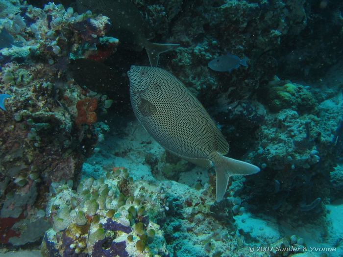 Gestippelde konijnvis, Siganus stellatus, Vilamendhoo huisrif zuid, Ari atol