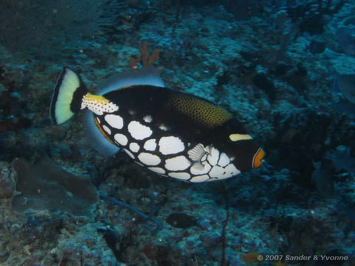 Luipaard trekkervis, Ballistoides conspicillum, Jack fish alley, Ari atol