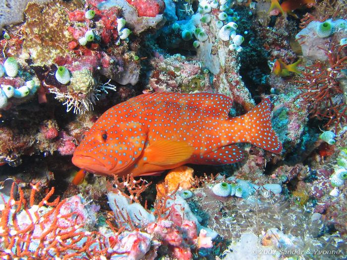 Rode koraalbaars, Cephalopholis miniata, Jack fish alley, Ari atol