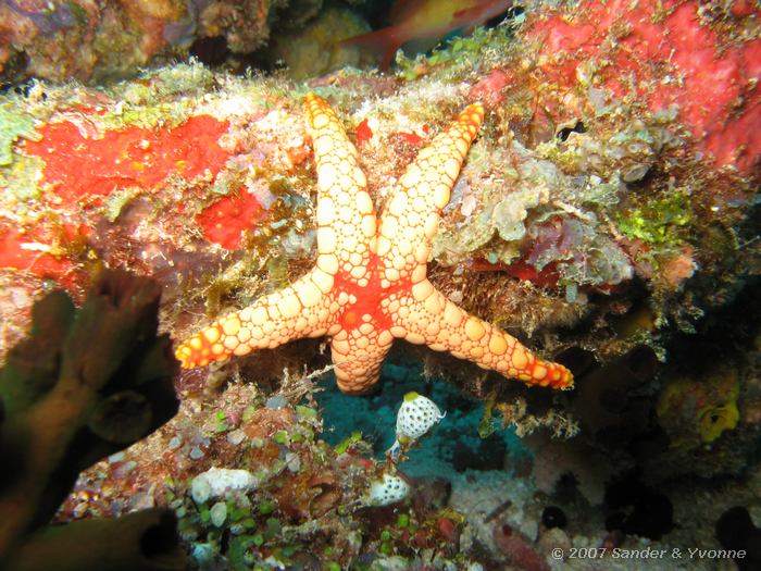 Roodgemaasde zeester, Fromia monilis, Vilamendhoo thila, Ari atol