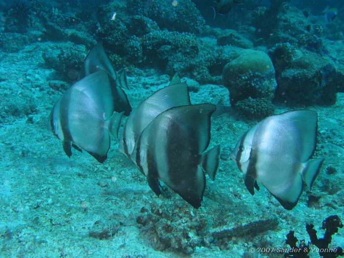 Gewone vleermuisvissen, Platax orbicularis, Vilamendhoo thila, Ari atol
