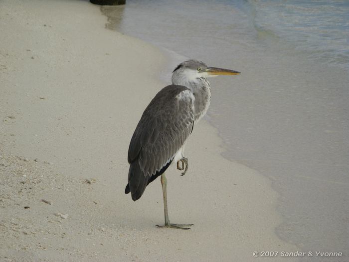 Blauwe reiger, Ardea cinerea, denk je ver weg te gaan, zie je weer veel van deze vogels.