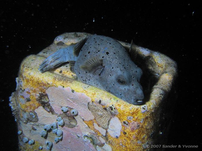 Zwartvlek kogelvis, Arothron nigropunctatus op een drijver, Vilamendhoo huisrif noord, Ari atol