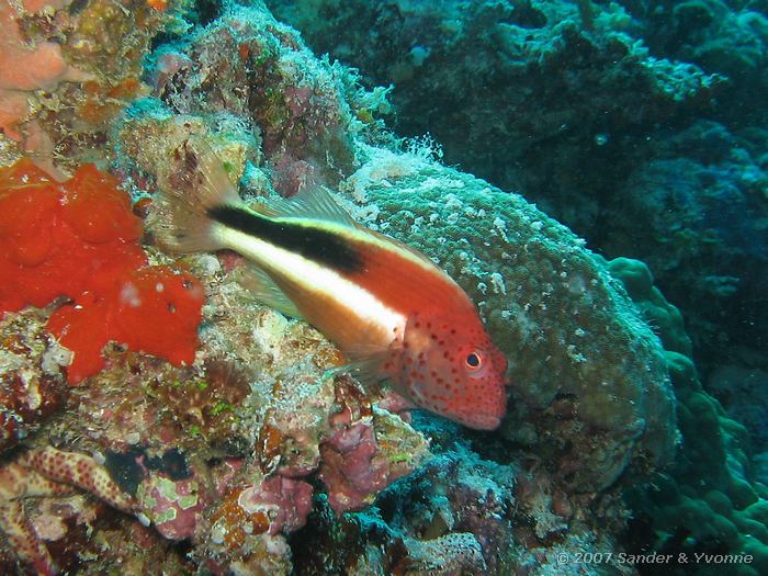 Slanke koraalklimmer, Paracirrhites forsteri, Vilamendhoo huisrif noord, Ari atol