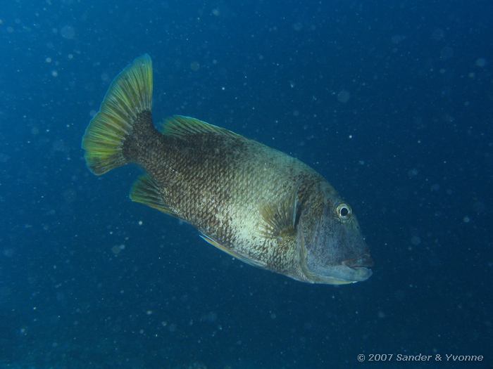 Geelvin straatveger, Lethrinus erythracanthus, Vilamendhoo huisrif noord, Ari atol