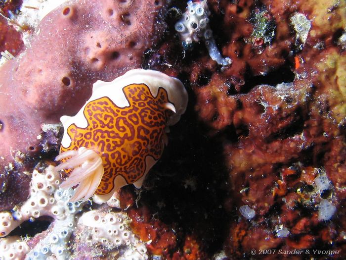 Chromodoris gleniei, Naaktslak, Vilamendhoo huisrif zuid, Ari atol