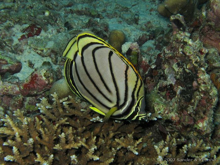 Meyers koraalvlinder, Chaetodon meyeri, Vilamendhoo huisrif zuid, Ari atol