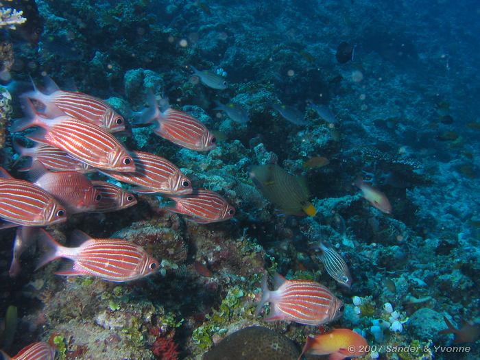 Diadeem eekhoornvissen, Sargocentron diadema met groene trekkervis en vlaggebaarzen, Vilamendhoo huisrif noord, Ari atol