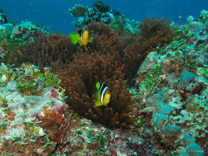 Clarks anemoonvissen, Amphiprion clarkii, Vilamendhoo huisrif noord, Ari atol