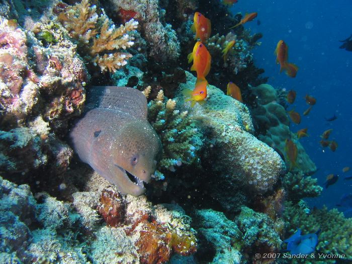 Reuzenmurene, Gymnothorax javanicus met rode vlaggebaarzen en roodtand trekkervis, Vilamendhoo huisrif noord, Ari atol