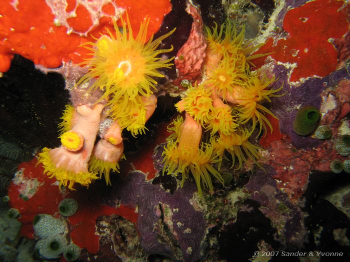 Boompjeskoraal, Tubastrea spp., Vilamendhoo huisrif zuid, Ari atol