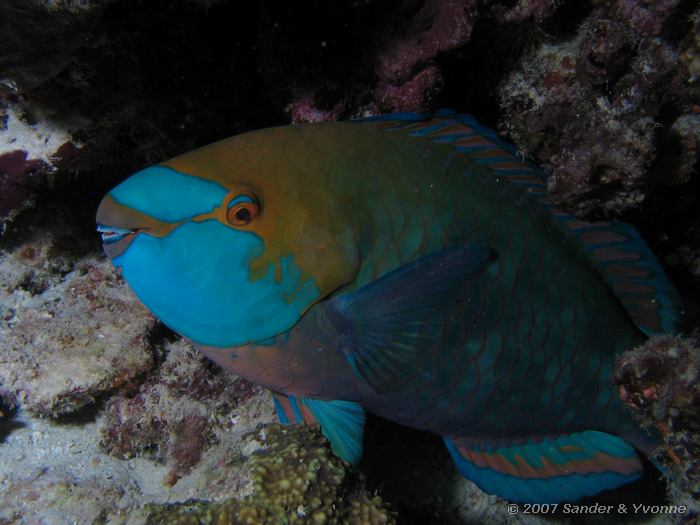 Neusbultpapegaaivis, Scarus rubroviolaceus, Vilamendhoo huisrif zuid, Ari atol