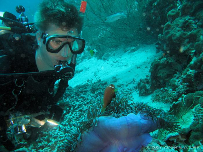 Sander en zwartvin anemoonvis, Amphiprion nigripes, Nu Giri, Ari atol