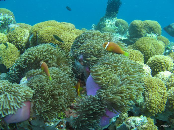 Zwartvin anemoonvissen, Amphiprion nigripes, Nu Giri, Ari atol