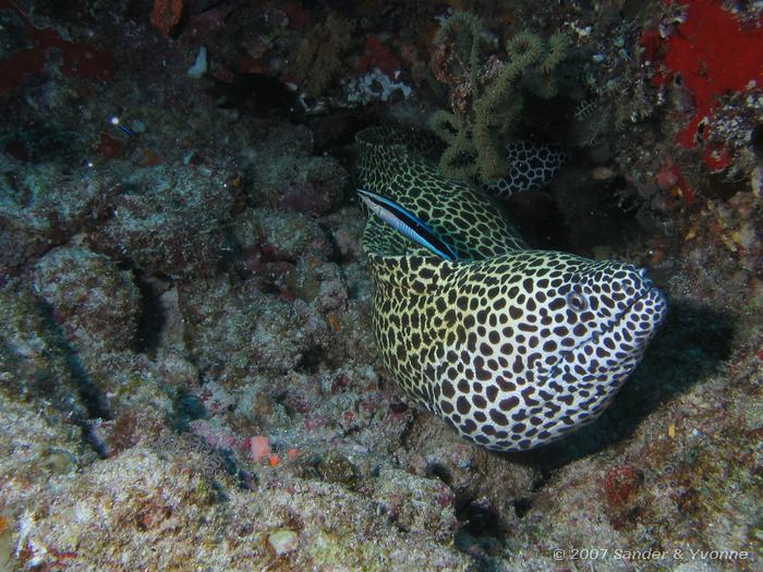 Grote netmuren, Gymnothorax favagineus met gewone poetslipvis, labroides dimidiatus , Huddu thila, Ari atol
