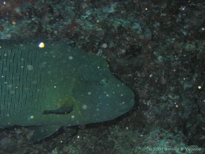 Napoleonvis, Cheilinus undulatus, Huddu thila, Ari atol