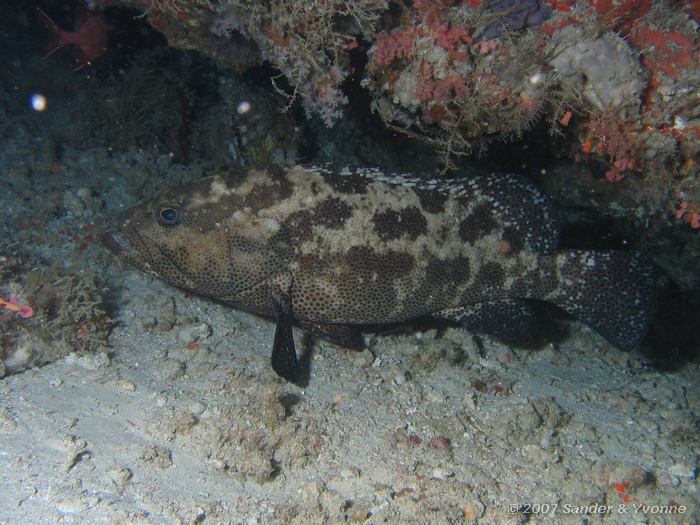 Stierkop tandbaars, Epinephelus fuscoguttatus, Huddu thila, Ari atol