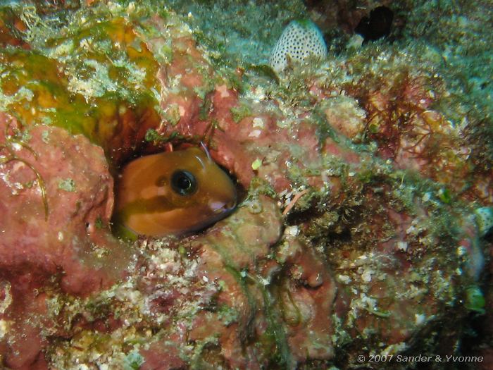 Midas kamtandslijmvis, Ecsenius midas, Huddu thila, Ari atol