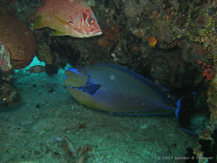 Masker eenhoornvis, Naso vlamingii met grootdoorn eekhoornvis en diadeem eekhoornvissen, Huddu thila, Ari atol