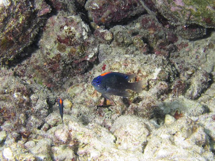 Indian damsel, Pomacentrus indicus (geen Nederlandse naam), Vilamendhoo huisrif noord, Ari atol