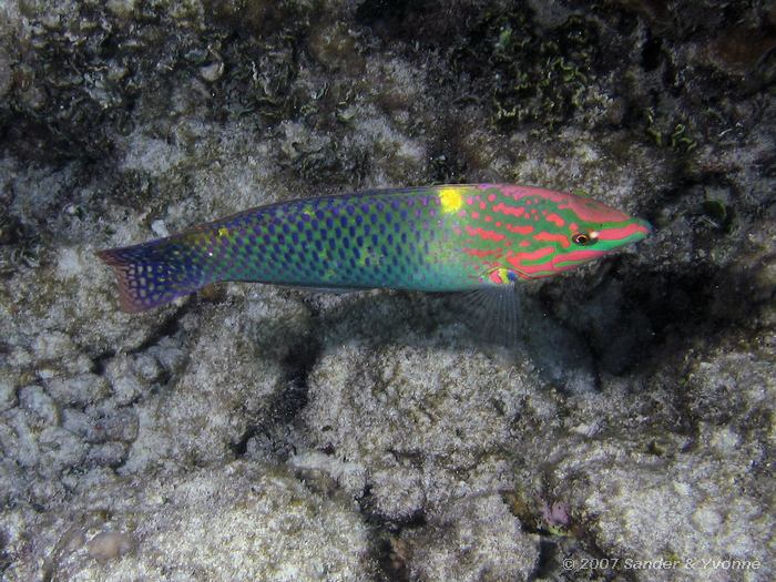 Schaakbord lipvis, Halichoeres hortulanus, Vilamendhoo huisrif noord, Ari atol