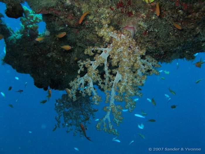 Doorschijnend stekelkoraal, Dendronephthya spp., Angaga thila, Ari atol