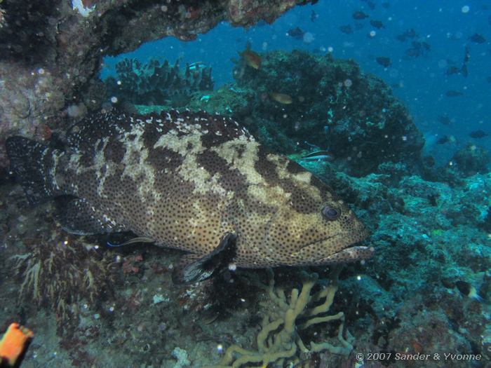 Stierkop tandbaars, Epinephelus fuscoguttatus, Vilamendhoo thila, Ari atol