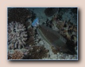 [Click to enlarge image]