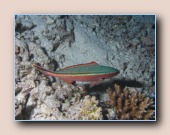 [Click to enlarge image]