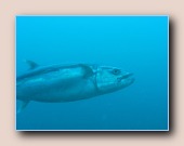 [Click to enlarge image]