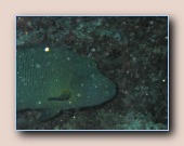 [Click to enlarge image]