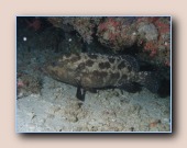 [Click to enlarge image]