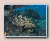 [Click to enlarge image]