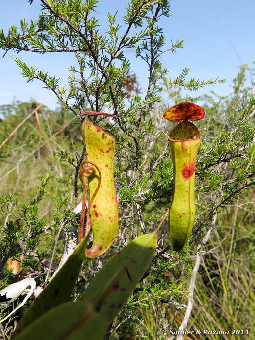  Pitcher plant, Bako NP