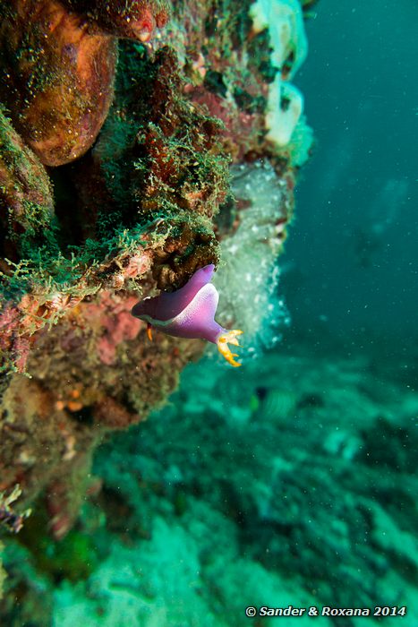 Robe hem hypselodoris (Hypselodoris apolegma), Stingray City, Pulau Mabul