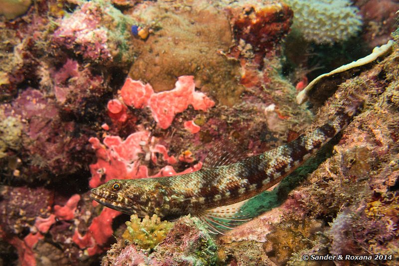 Reef lizardfish (Synodus variegatus), Stingray City, Pulau Mabul