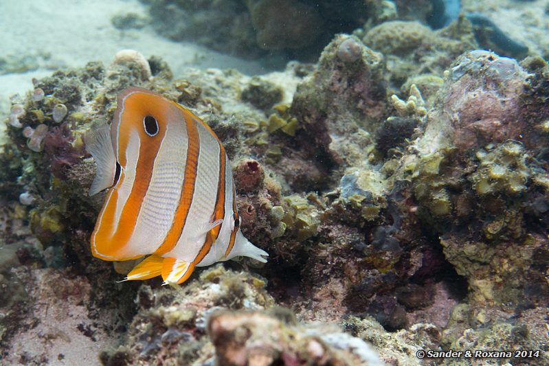 Long-beaked coralfish (Chelmon rostratus), Stingray City, Pulau Mabul